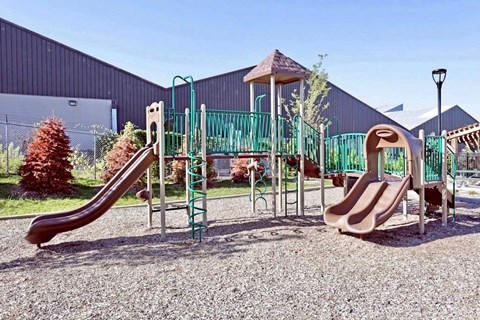 Pine Tree_Outdoor Playground